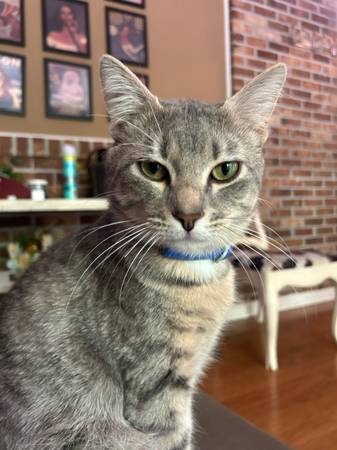 Buscando un nuevo hogar para una dulce gata atigrada ahora