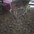 Bottle calves 3 thumbnail