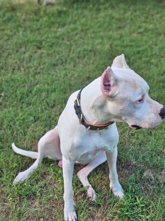 Rehoming my Dogo (Nolanville)63909024519427120