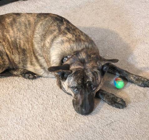 Looking for your new best friend? (Mount Airy)63618994938241122