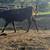 Black Angus cross steers 5 thumbnail
