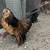 Rehoming 2 Young Roosters 6 thumbnail