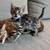 Rehoming Bengal kittens (Oakland) 15 thumbnail