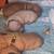Chiweenie puppies 2 thumbnail