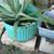 Aloe Vera Plant 28"t, Plant Only, NO CONTAINER 4 thumbnail