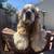 American Cocker Spaniel 1 thumbnail