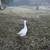 Geese 5 thumbnail