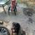 Rottweiler 3 thumbnail