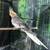 Cockatiels 7 thumbnail