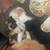 KITTEN R US 16 thumbnail