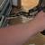 Adult female yellow belly poss het pied ball python 4 thumbnail