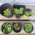 Plants 2 thumbnail