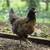 Ameraucanas * Easter Olive Eggers * Rhode Island Reds * Pullets Chicken Layers 11 thumbnail