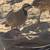 Chukars 5 thumbnail