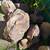 Sandstone Boulder Stones 1 thumbnail