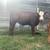 Steer 4 thumbnail