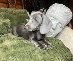 Gorgeous Puppies (213-3five8-9664)64306349339522120