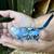 *** BABY PARAKEETS *** ready end of September 8 thumbnail