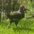 Young roosters 4 thumbnail