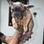 Dog 3 thumbnail