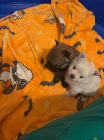 Pomeranian puppies 1