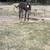 Male intact mini Donkey 7 thumbnail
