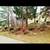 🌷🌷🌷BARK MULCH INSTALLED, LANDSCAPE MAKEOVERS 🌷NEW BED WORK 🌷🌷 21 thumbnail