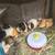 Have several Guinea pigs and other pets in need of a new home 12 thumbnail