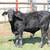 10.6 Month Old Brangus Bull Calf 1 thumbnail