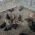 Chickens 3 thumbnail