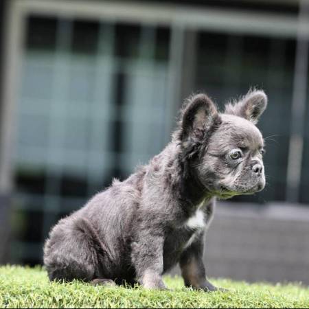 ESTAFADORES VENDEN CACHORROS ENFERMOS ESTAFADORES VENDEN CACHORROS ENFERMOS (ROSEMEAD)63829610056833120