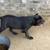 Cane Corso 3 thumbnail