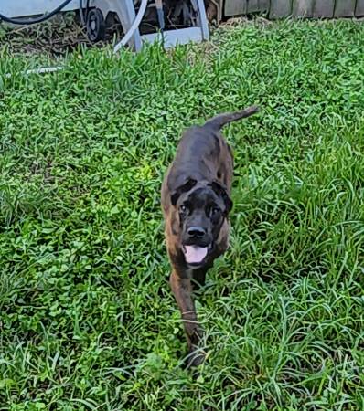 **4-year old Cane Corso** (Stafford)63859314903811122