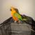 Bird Cage and Conure 3 thumbnail