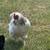Hens 2 thumbnail