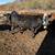 Heifers for Sale 3 thumbnail