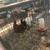 Chickens ,goats, rabbits 1 thumbnail