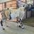 ABGA Boer Buck 1 thumbnail