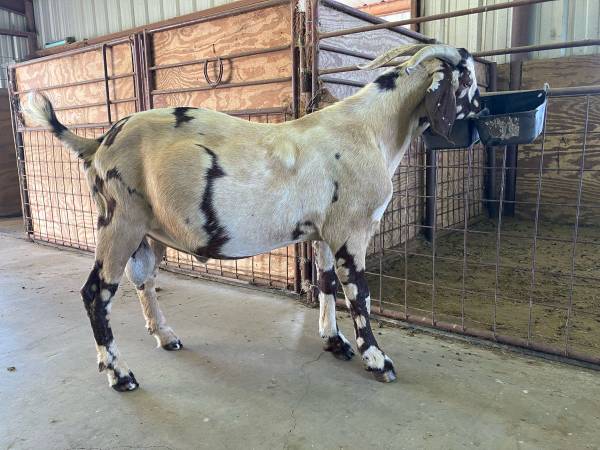 ABGA Boer Buck 1