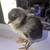 Easter eggers 2 thumbnail