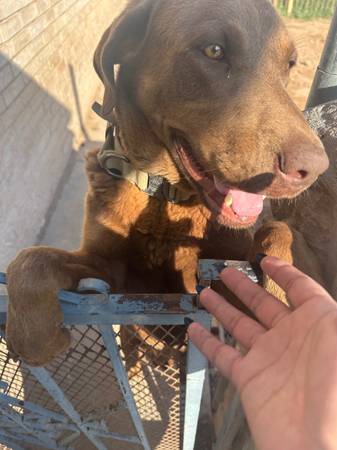 Pure bred Chocolate Lab64022505163522121