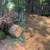 Tree Removal Service 12 thumbnail