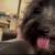 Aussiedoodle to good home 5 thumbnail