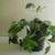 Miniature Variegated Schefflera Umbrella Plant - $12.00 1 thumbnail