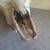 American Bison Buffalo Skull with a 13 inch wide horn spread 5 thumbnail