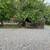 Forest- like setting downtown Boulder. 4 thumbnail