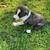 Anatolian /Irsh wolfhound puppies 1 thumbnail