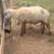 Sheep Flock for sale 4 thumbnail