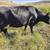 3 milking cow. 6 thumbnail