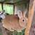 Rabbits 4 thumbnail
